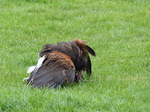 FZ012982 Buzzard on lure.jpg